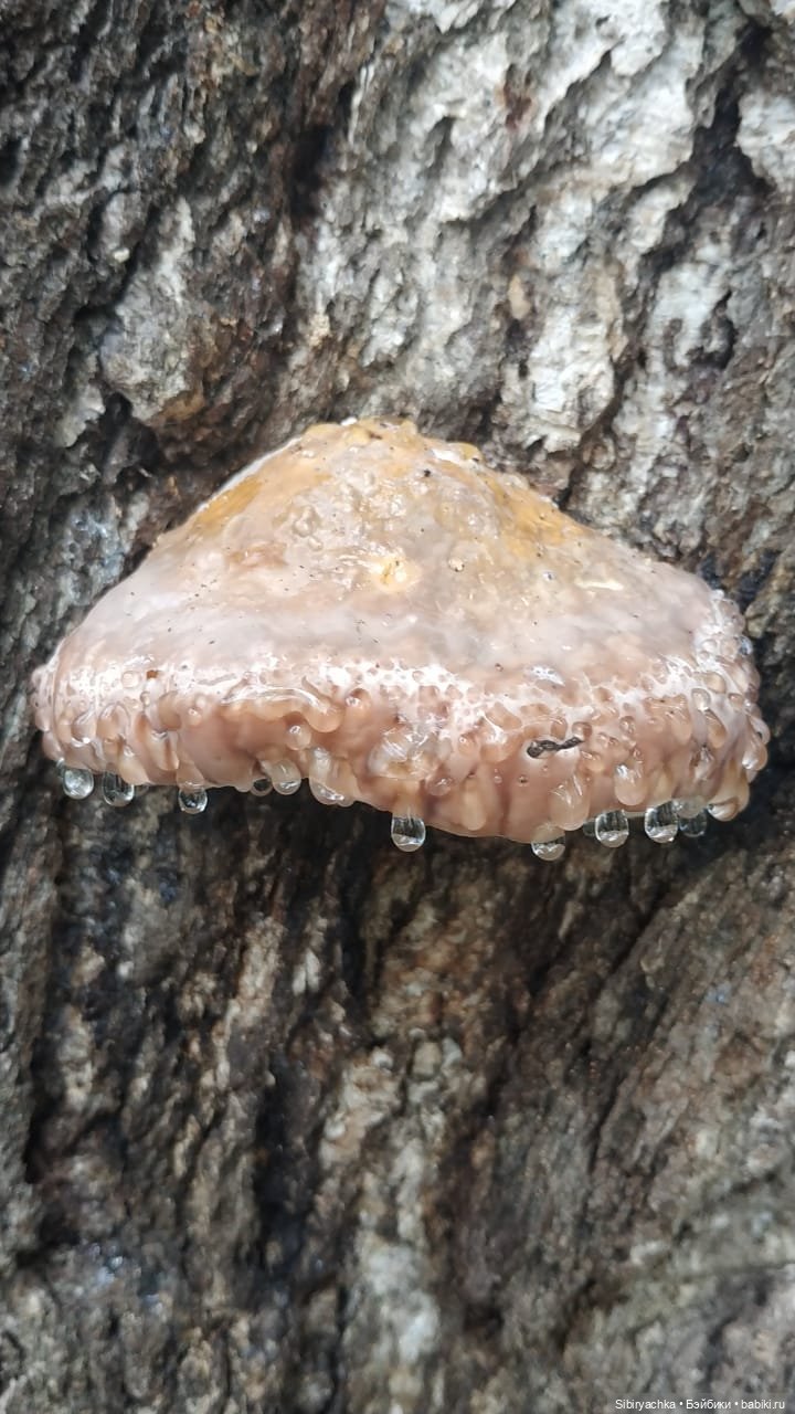 Лесные зарисовки на пороге осени (фото 8)