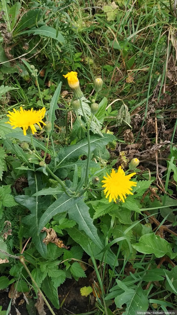 Лесные зарисовки на пороге осени