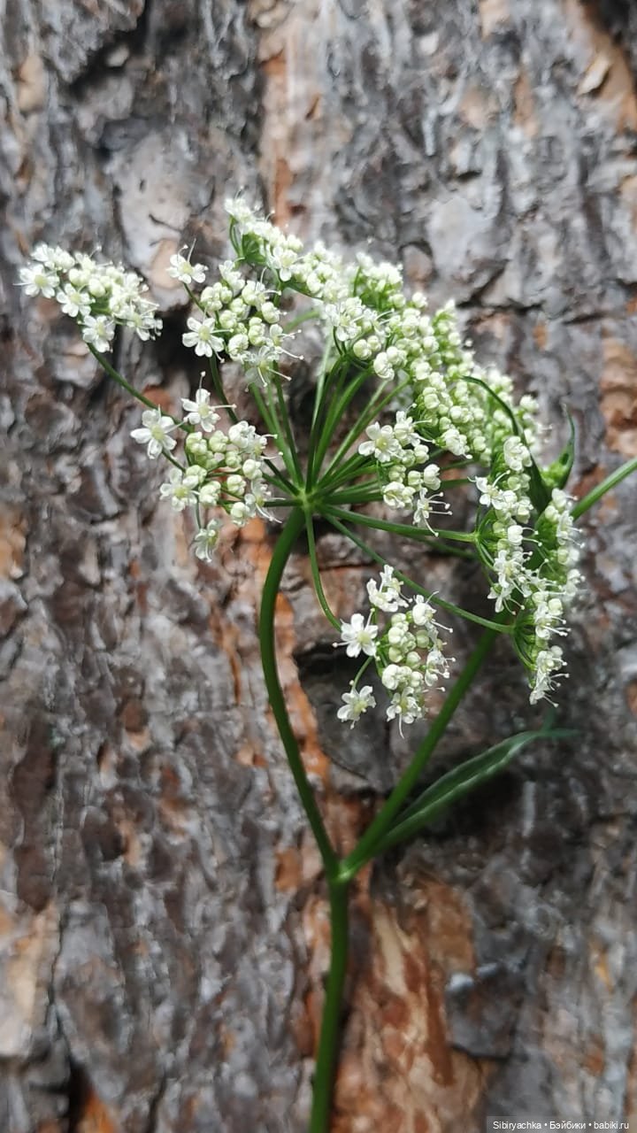 Лесные зарисовки на пороге осени