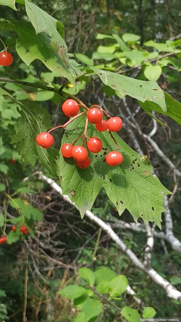 Лесные зарисовки на пороге осени