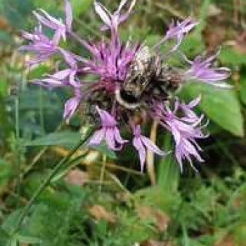 Лесные зарисовки на пороге осени.