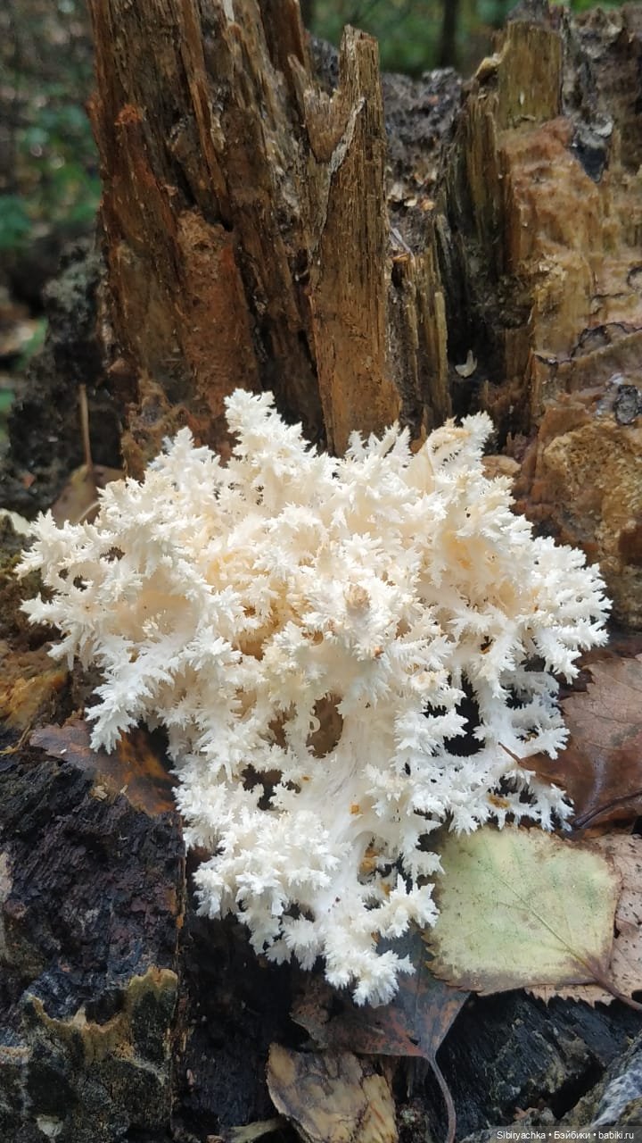 Патрикеевна в осеннем лесу