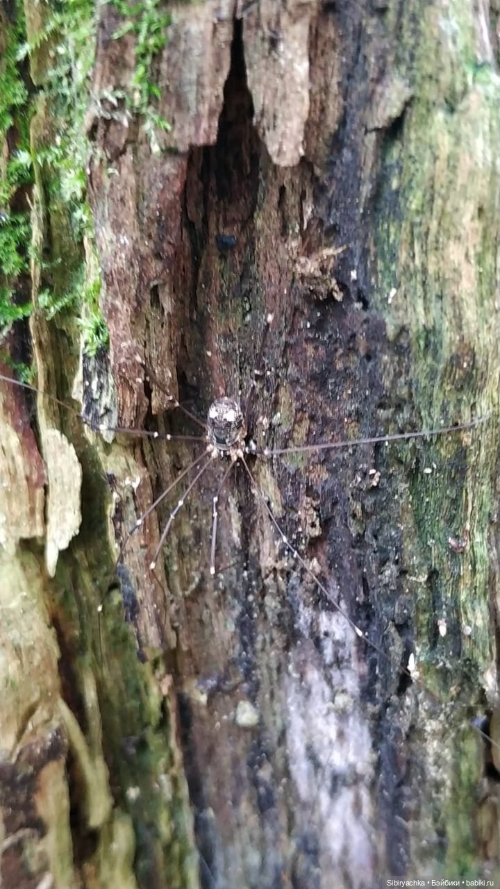 Коленька в осеннем лесу — Игровые куклы разных производителей (Разное): редкие бренды