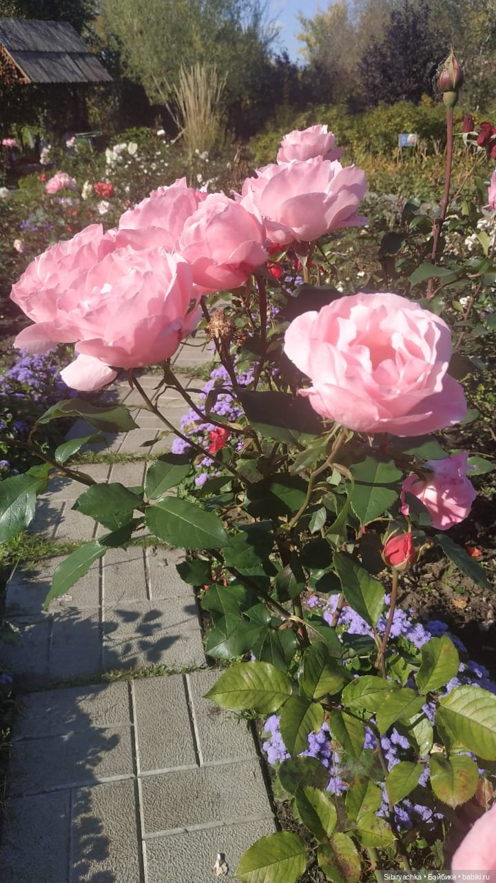 Летняя прогулка Юли в сентябре