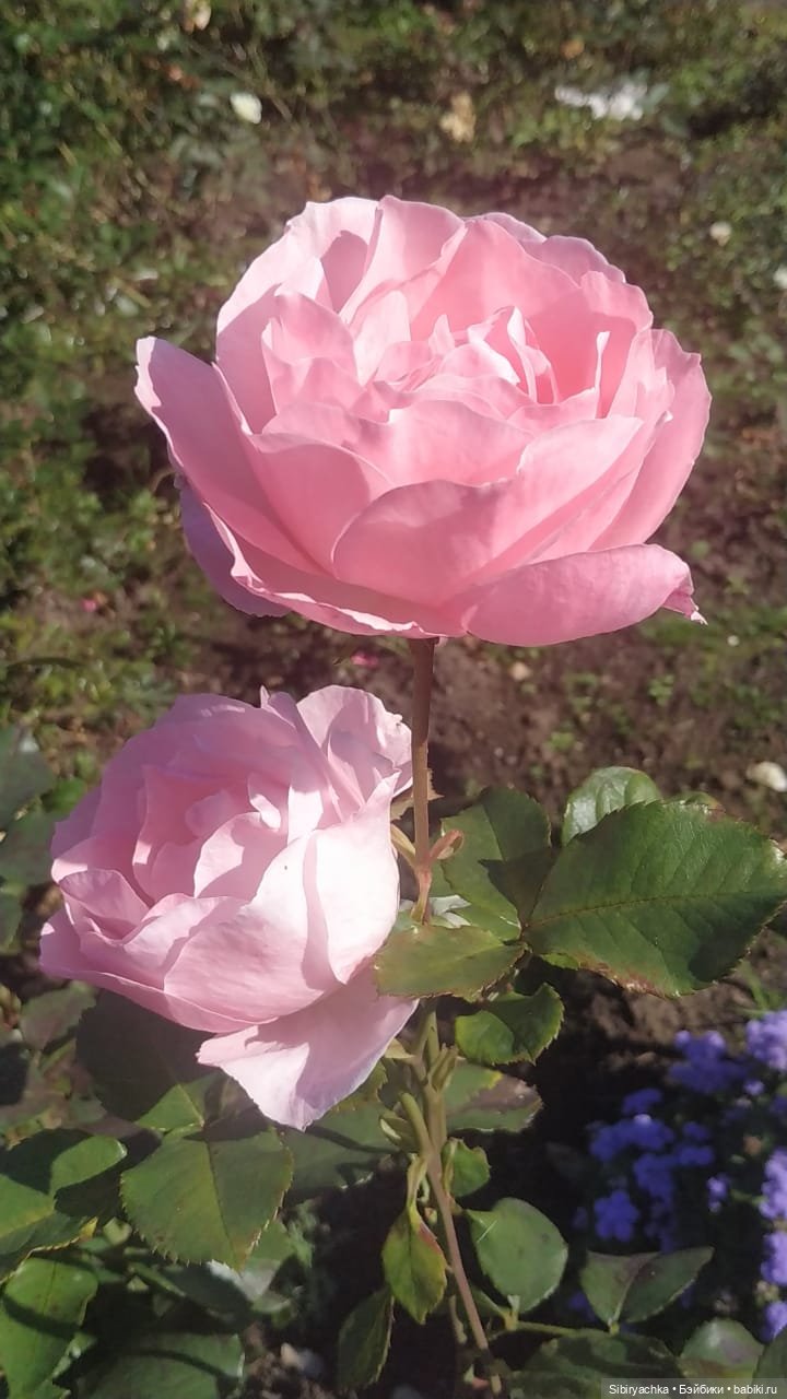 Летняя прогулка Юли в сентябре