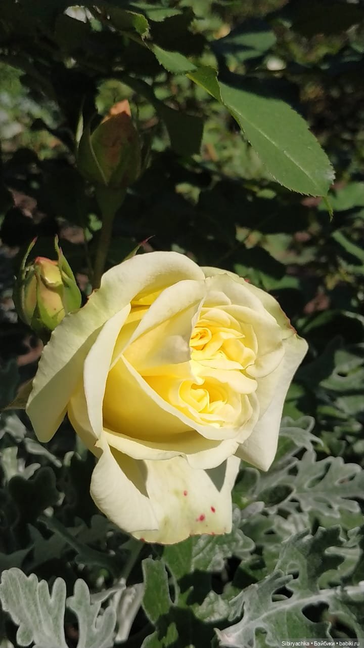 Летняя прогулка Юли в сентябре