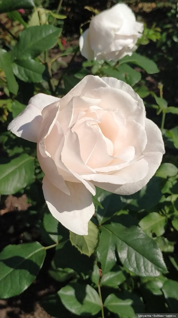 Летняя прогулка Юли в сентябре