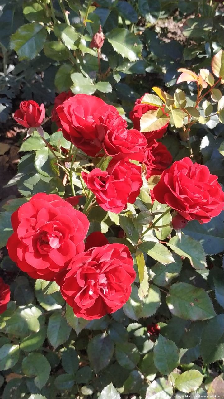 Летняя прогулка Юли в сентябре