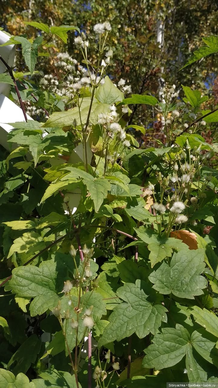 Летняя прогулка Юли в сентябре