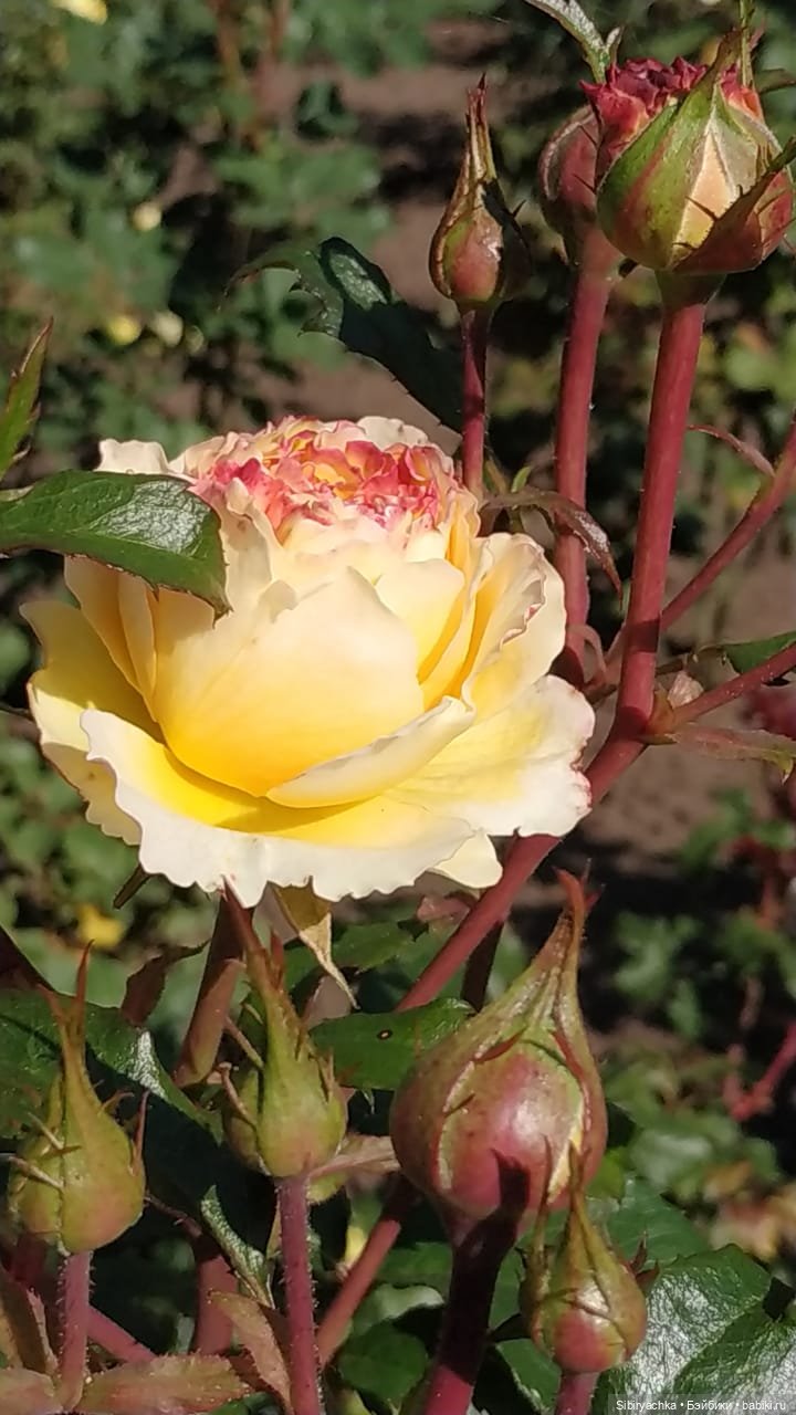 Летняя прогулка Юли в сентябре