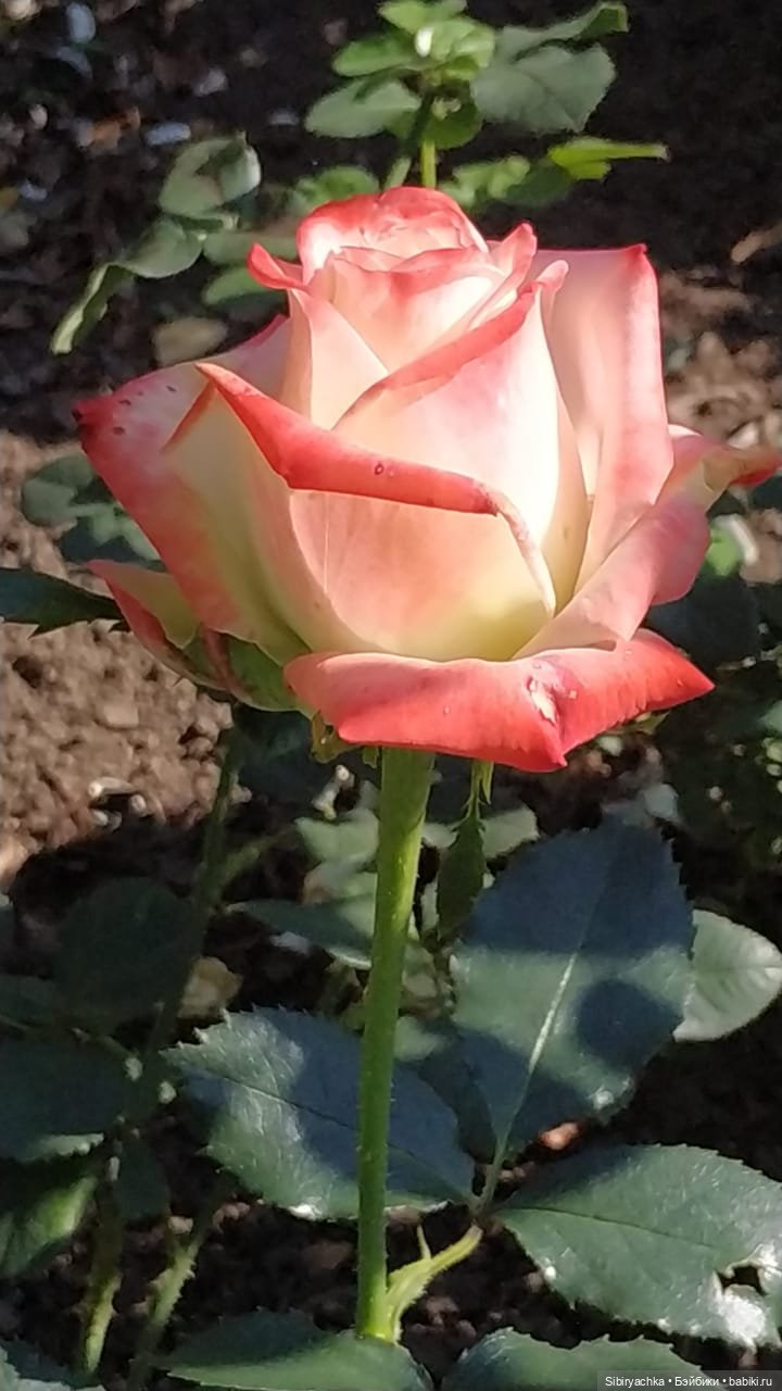 Летняя прогулка Юли в сентябре