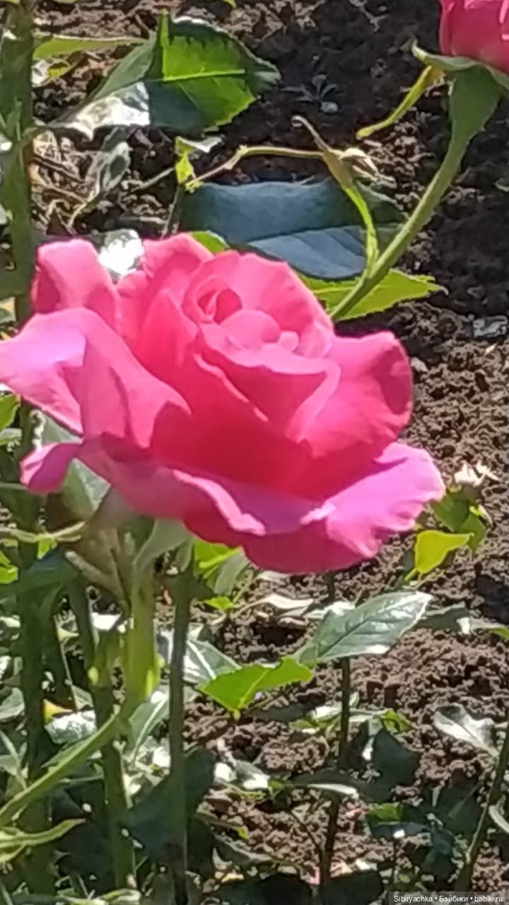 Летняя прогулка Юли в сентябре