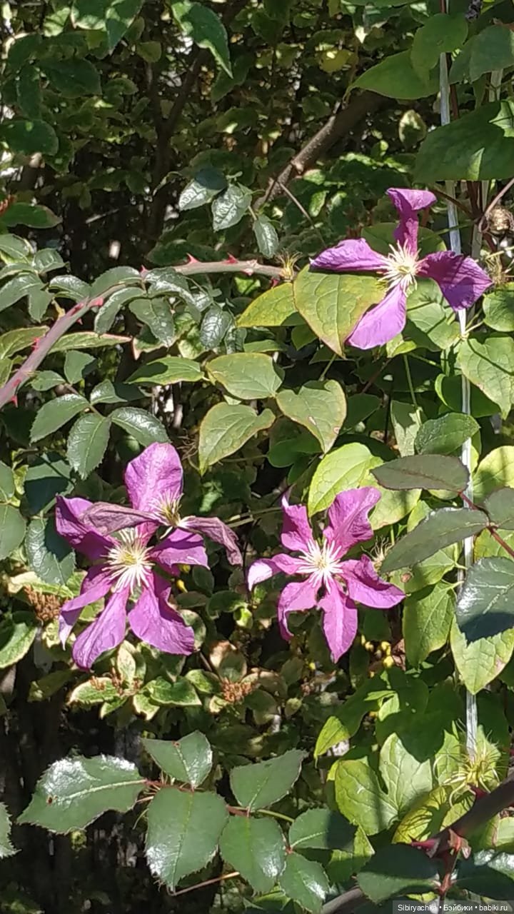 Летняя прогулка Юли в сентябре