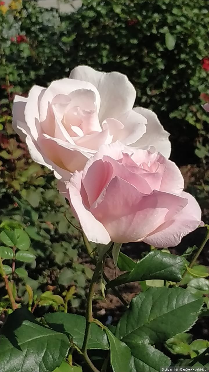 Летняя прогулка Юли в сентябре