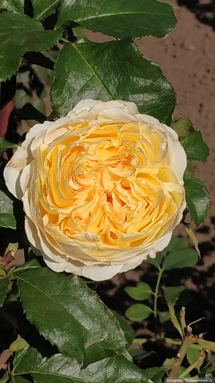 Летняя прогулка Юли в сентябре