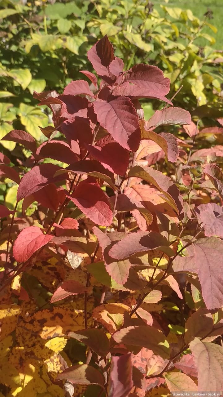 Летняя прогулка Юли в сентябре