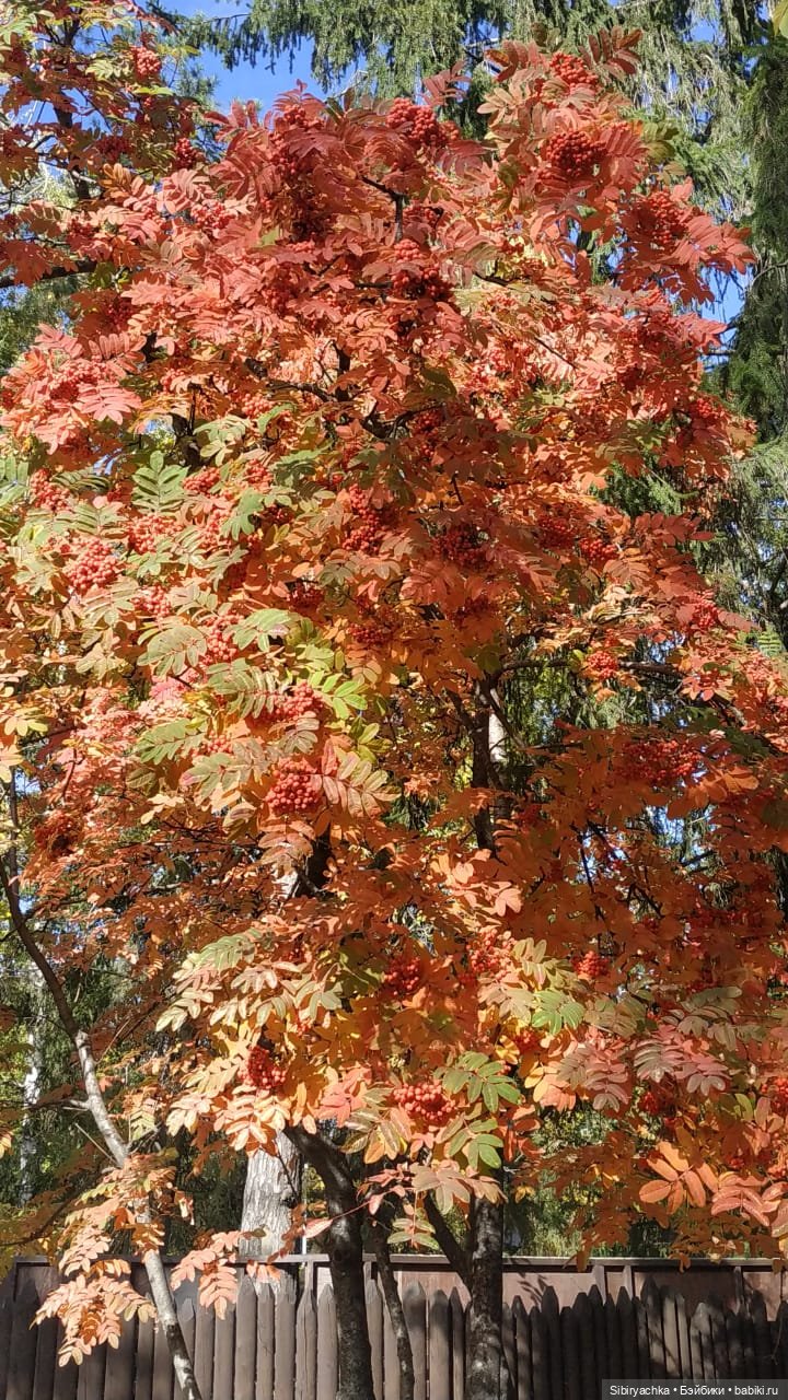 Летняя прогулка Юли в сентябре (фото 3)