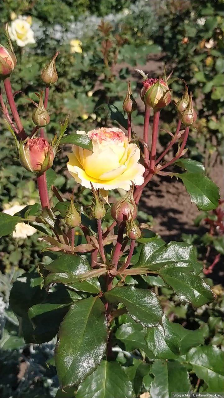 Летняя прогулка Юли в сентябре