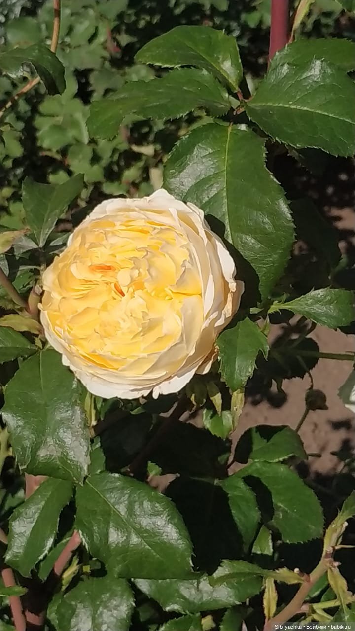 Летняя прогулка Юли в сентябре