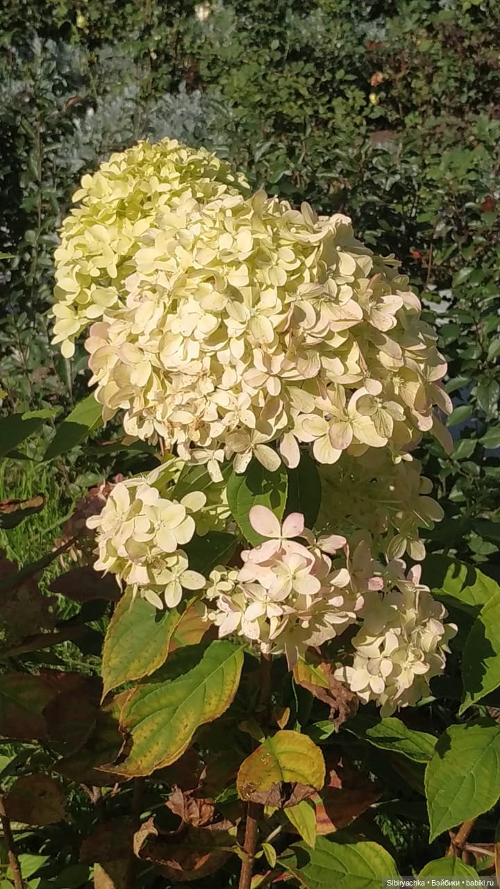 Летняя прогулка Юли в сентябре