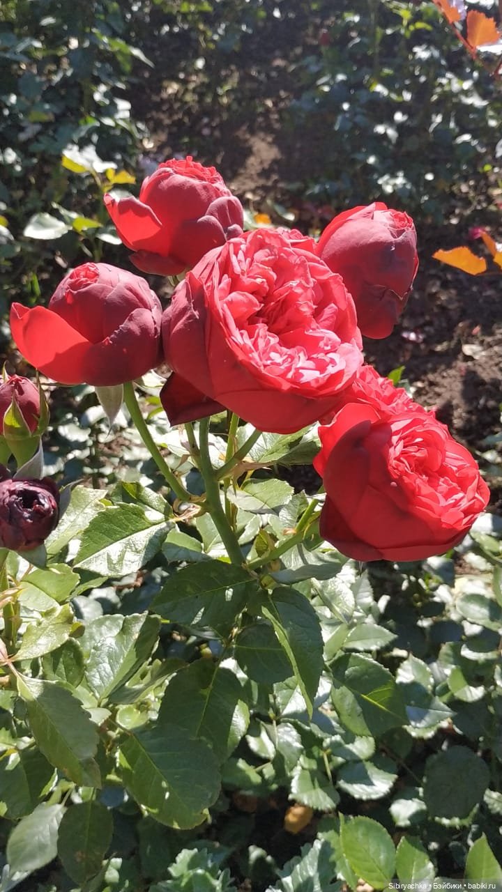 Летняя прогулка Юли в сентябре