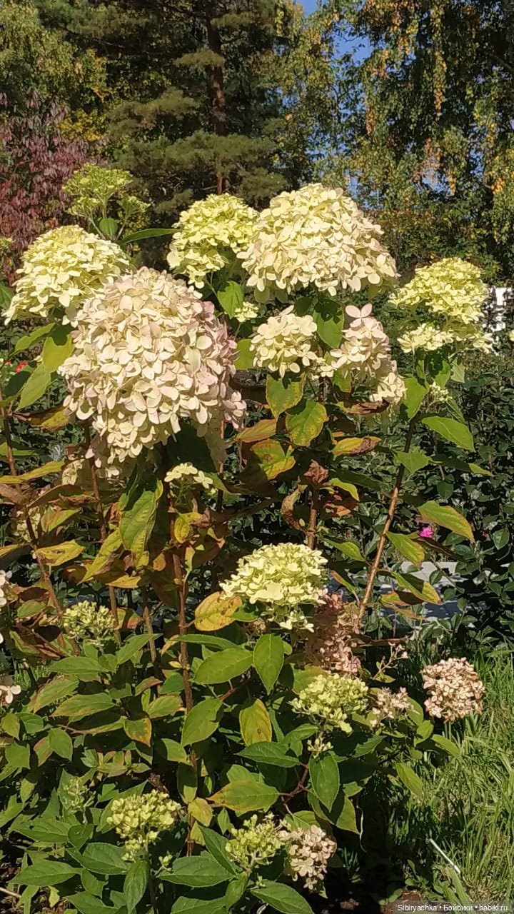 Летняя прогулка Юли в сентябре