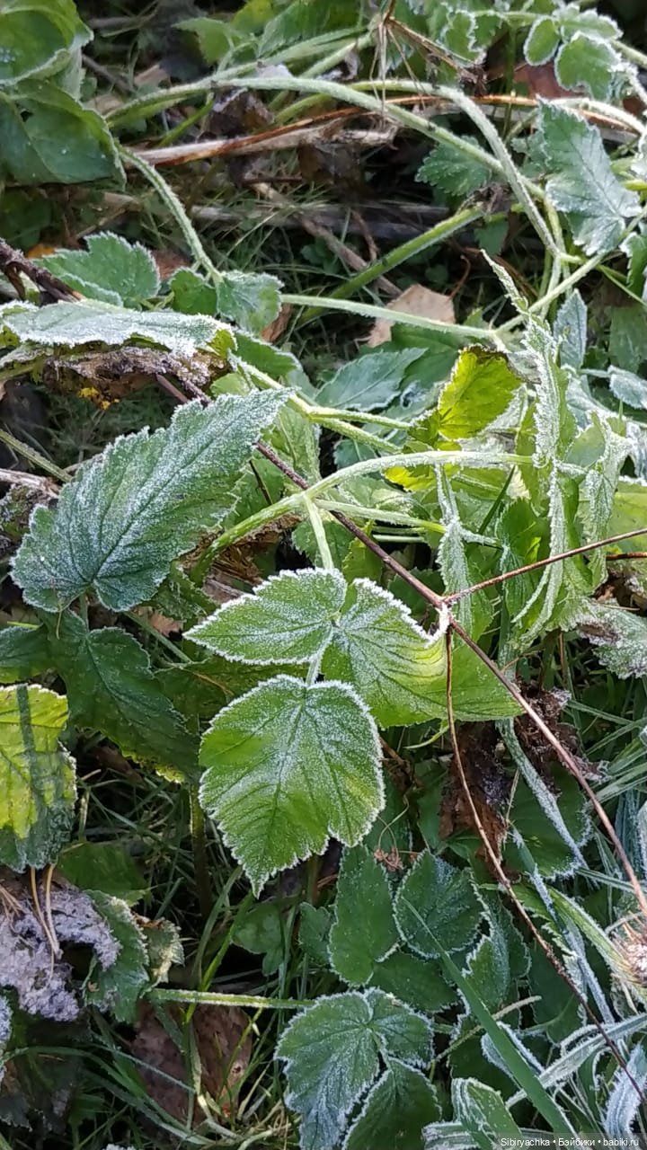 Юля слушает тихую песню осени в лесу