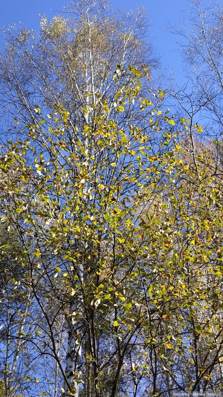 Юля слушает тихую песню осени в лесу