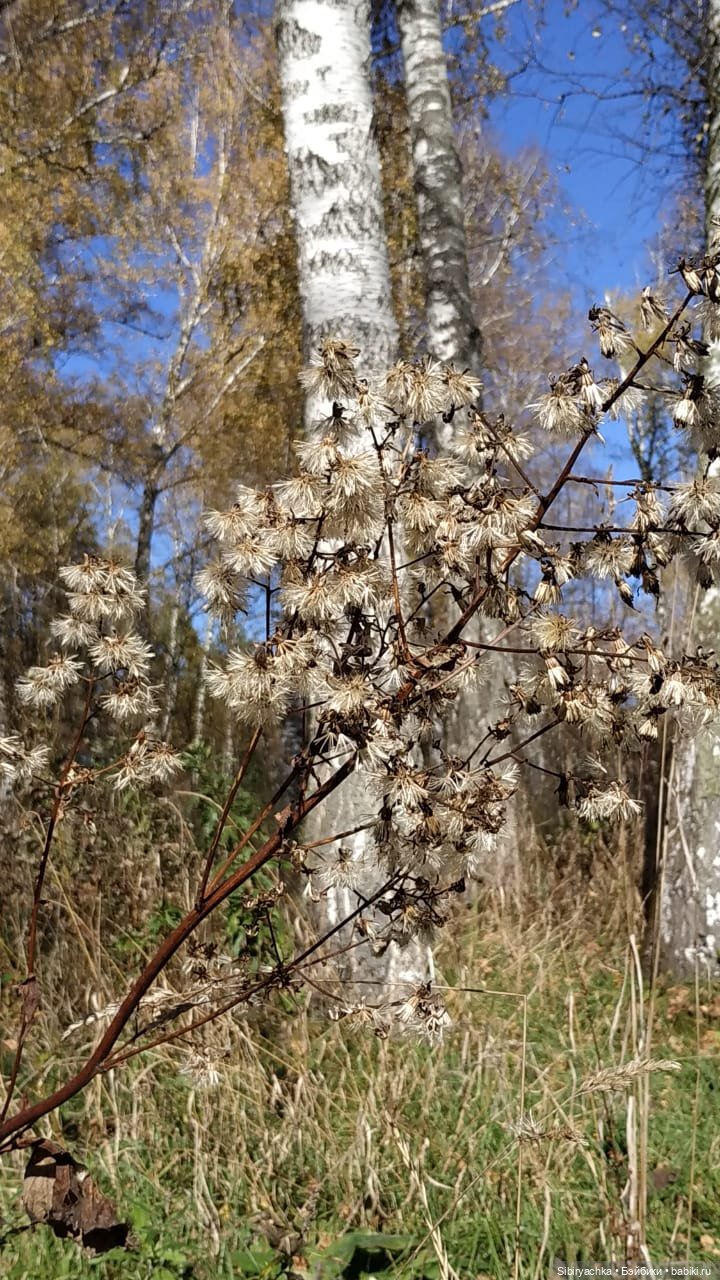 Юля слушает тихую песню осени в лесу