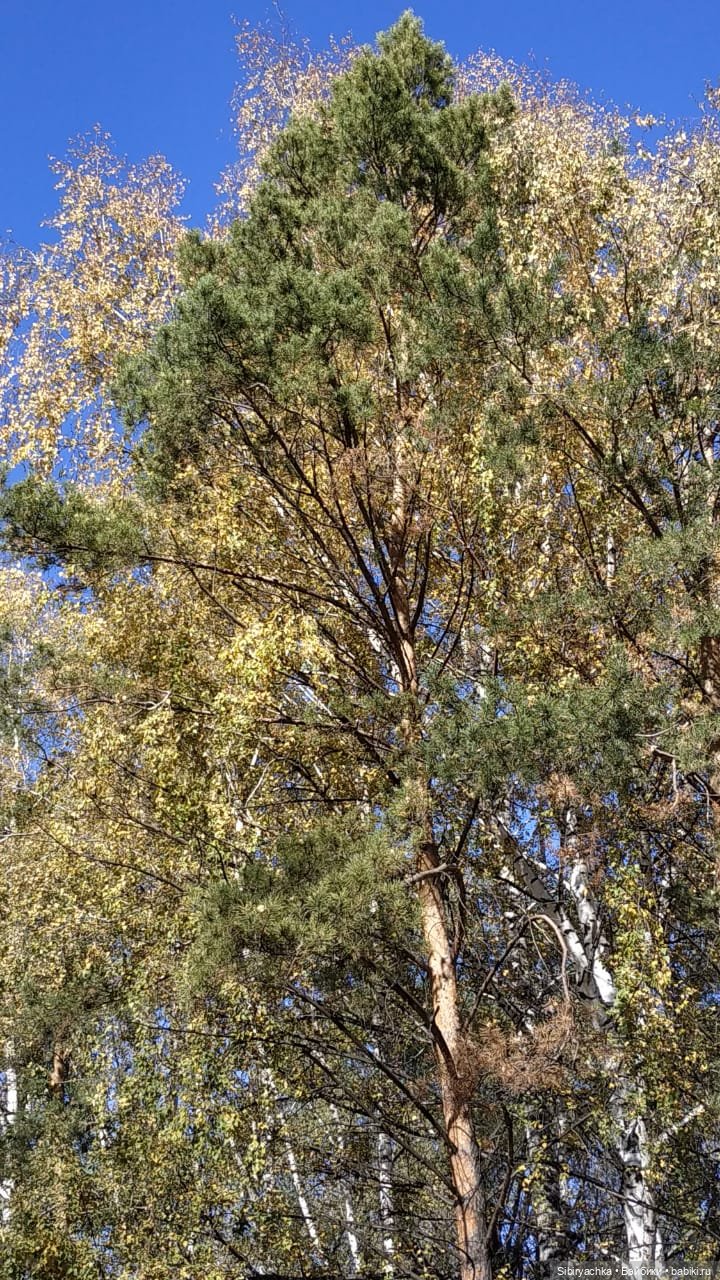 Юля слушает тихую песню осени в лесу (фото 7)