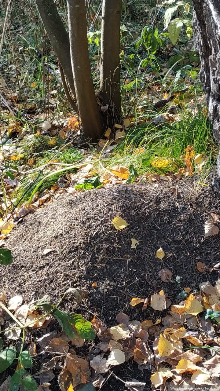 Юля слушает тихую песню осени в лесу