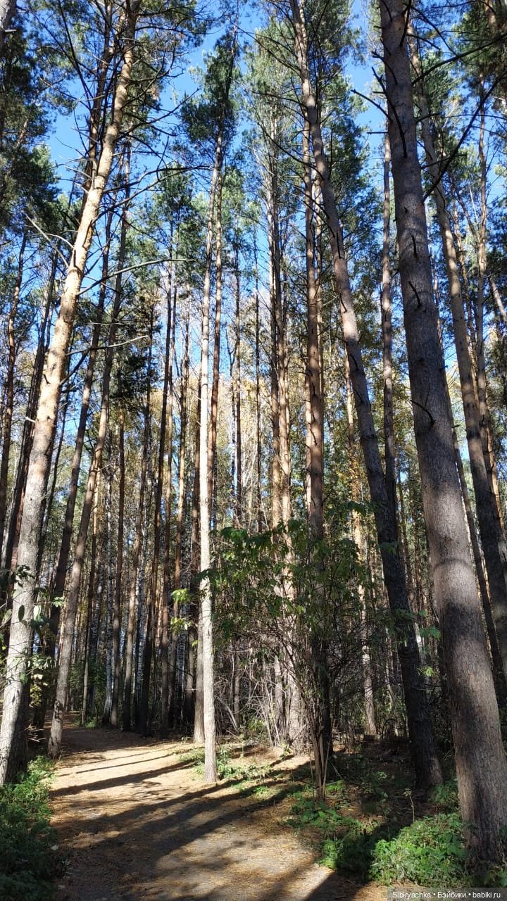 Юля слушает тихую песню осени в лесу (фото 3)