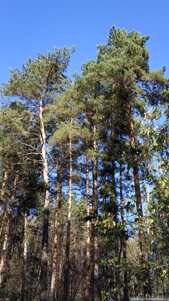 Юля слушает тихую песню осени в лесу (фото 4)