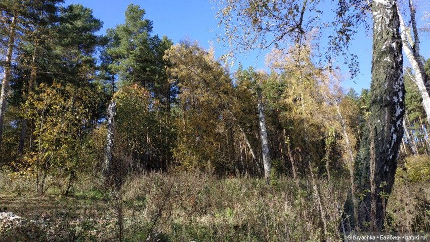 Юля слушает тихую песню осени в лесу (фото 6)