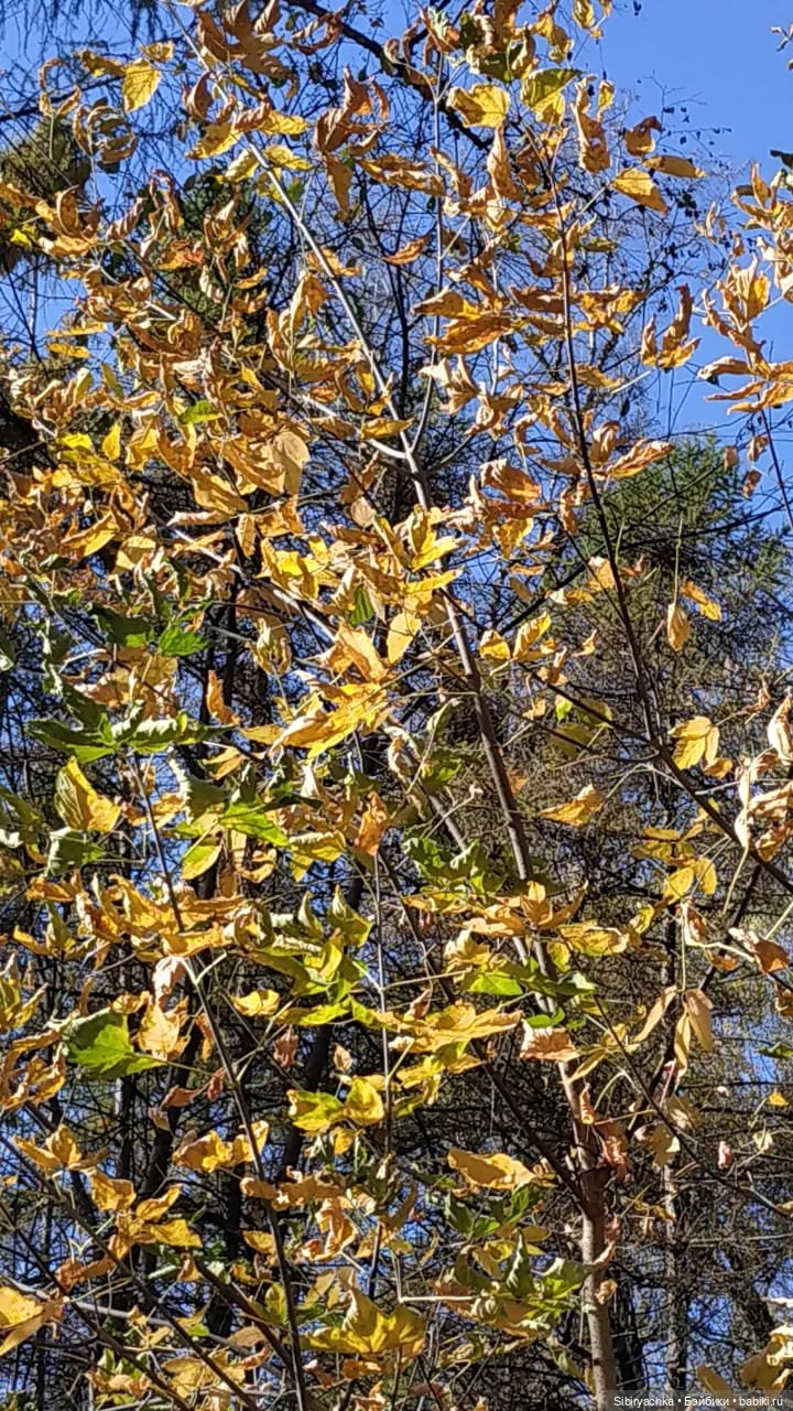 Юля слушает тихую песню осени в лесу