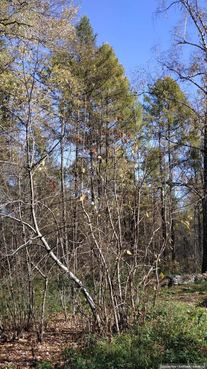 Юля слушает тихую песню осени в лесу (фото 9)