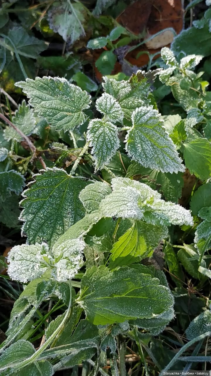 Юля слушает тихую песню осени в лесу