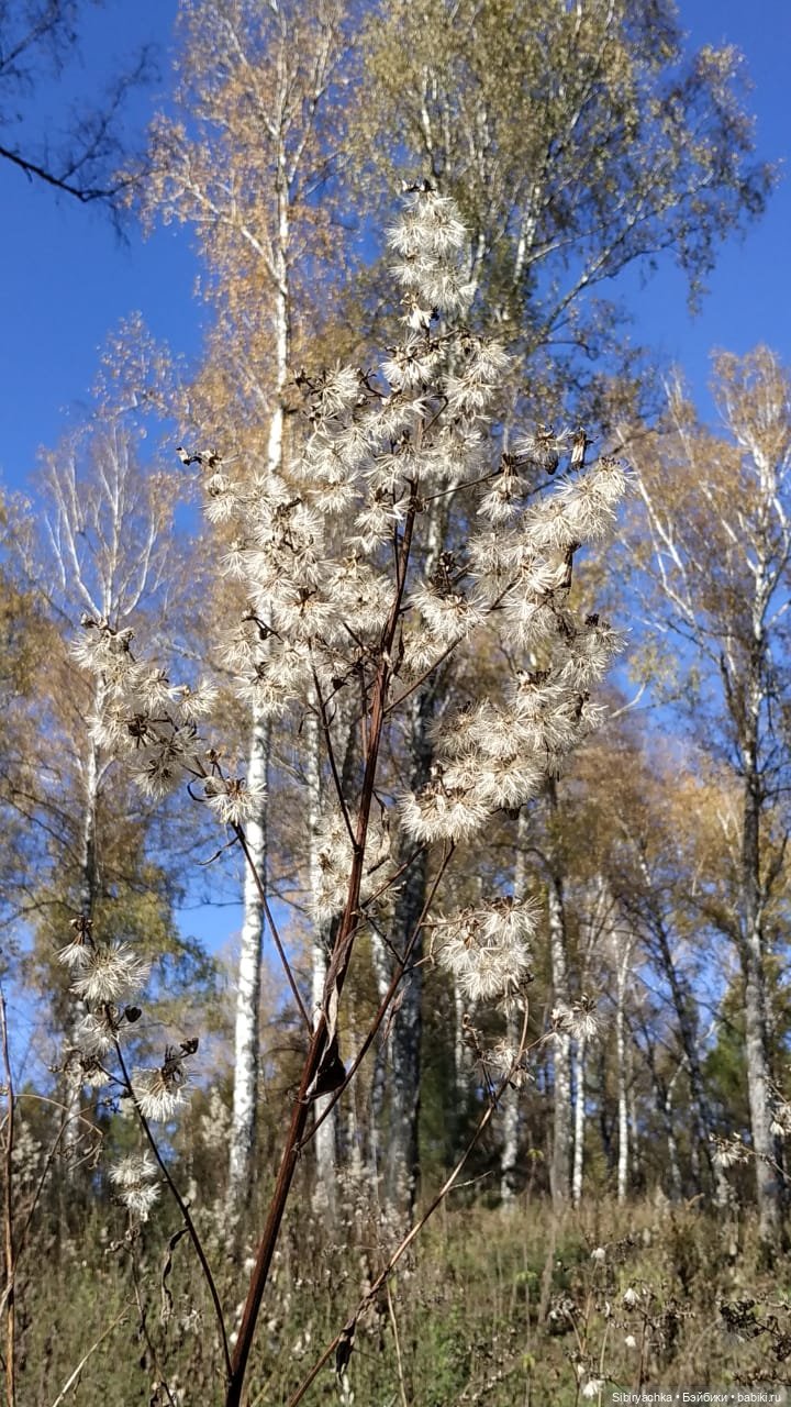 Юля слушает тихую песню осени в лесу