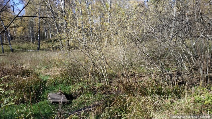 Юля слушает тихую песню осени в лесу