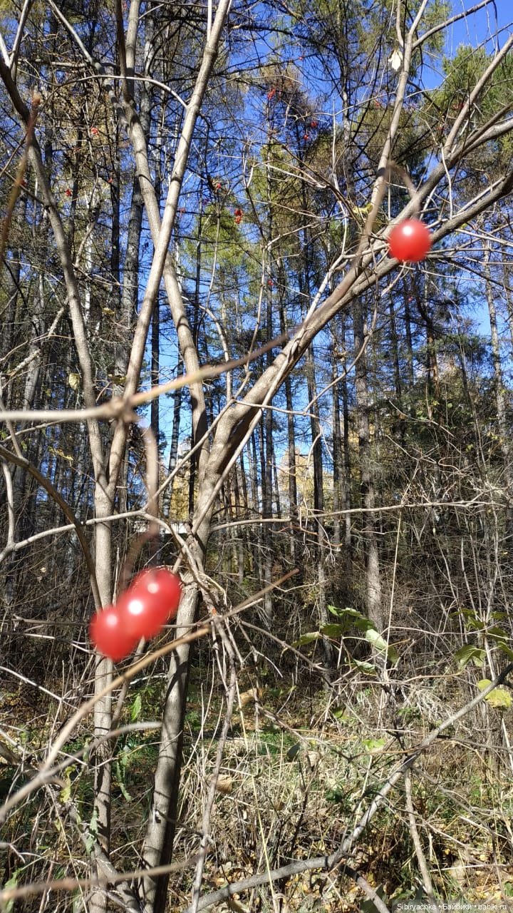 Юля слушает тихую песню осени в лесу