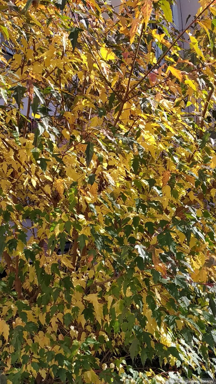 Юля слушает тихую песню осени в лесу