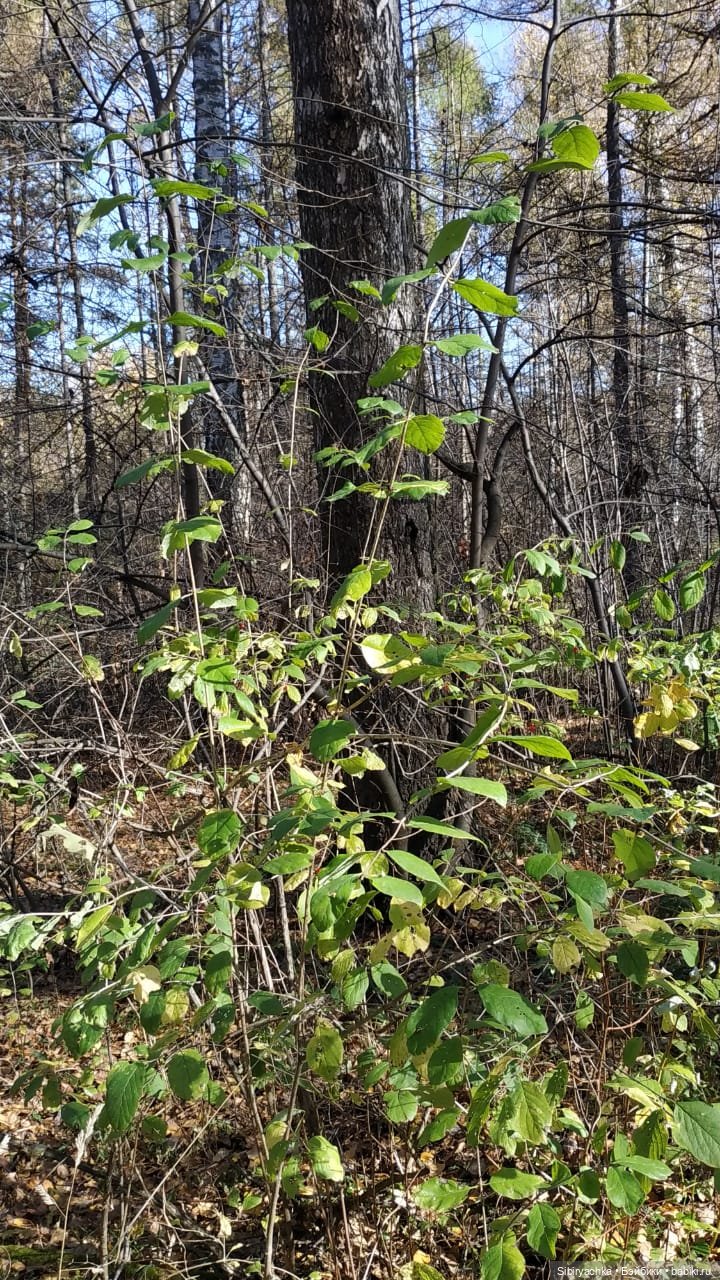 Юля слушает тихую песню осени в лесу