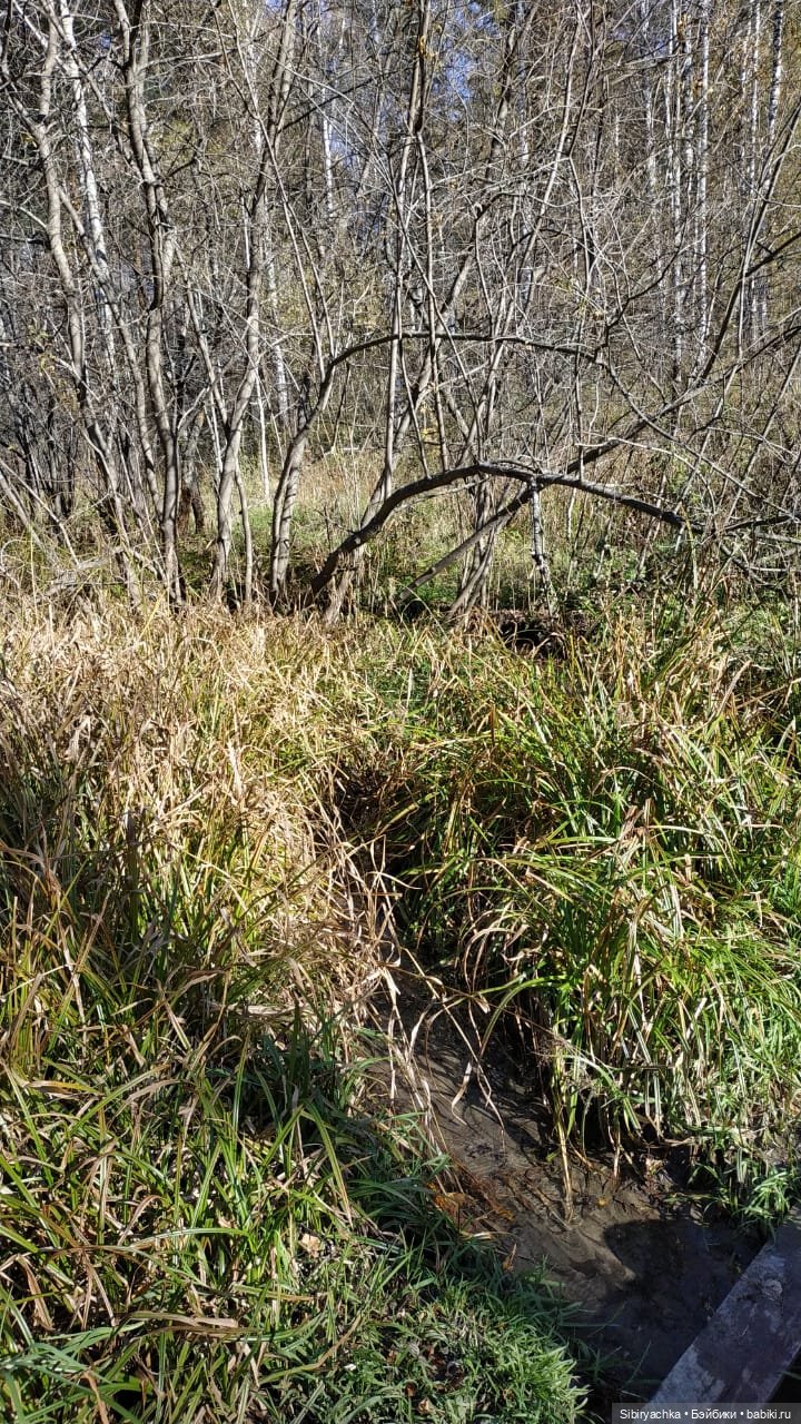 Юля слушает тихую песню осени в лесу