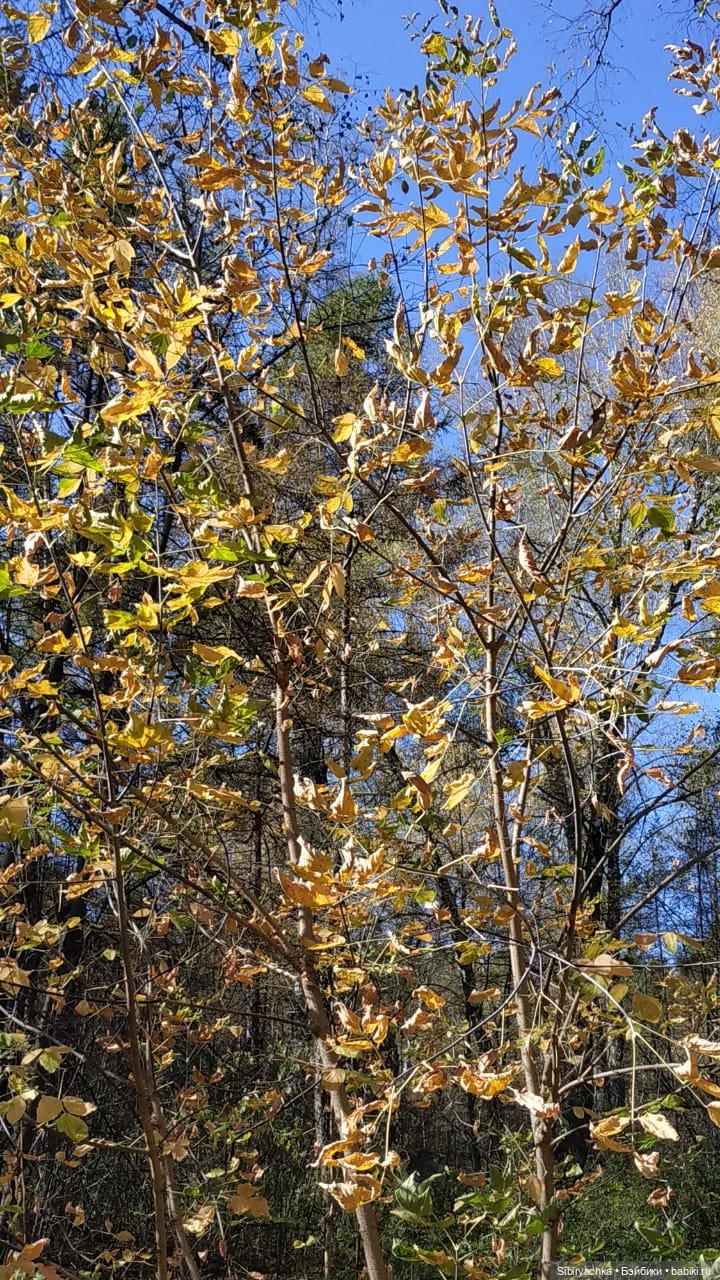 Юля слушает тихую песню осени в лесу