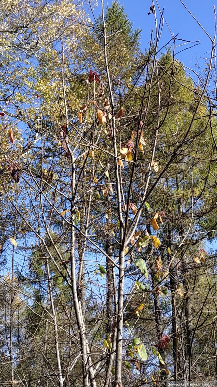 Юля слушает тихую песню осени в лесу (фото 10)