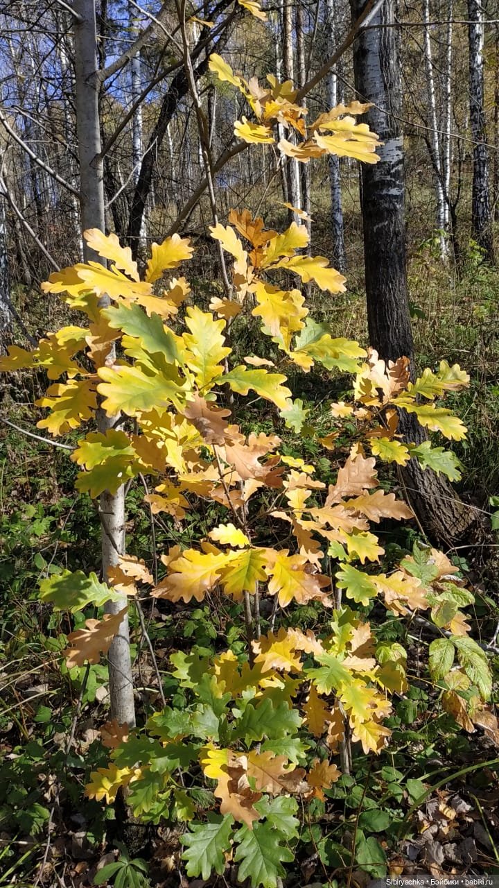 Юля слушает тихую песню осени в лесу