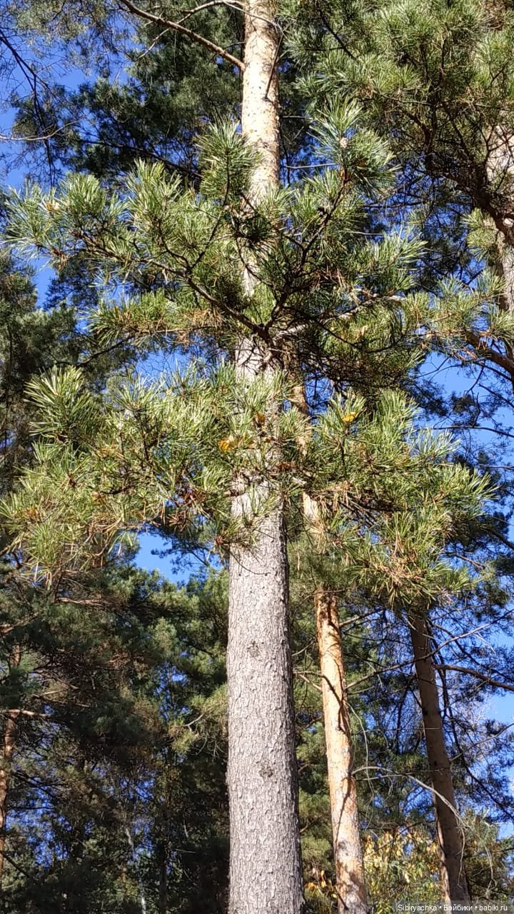 Юля слушает тихую песню осени в лесу (фото 5)