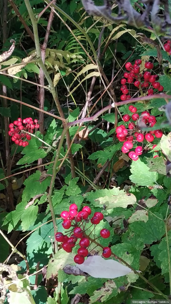 Юля в Ботаническом саду — Советские винтажные куклы (СССР): Ленигрушка