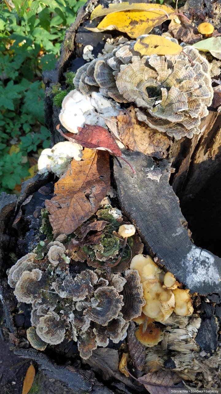 Юля в Ботаническом саду — Советские винтажные куклы (СССР): Ленигрушка