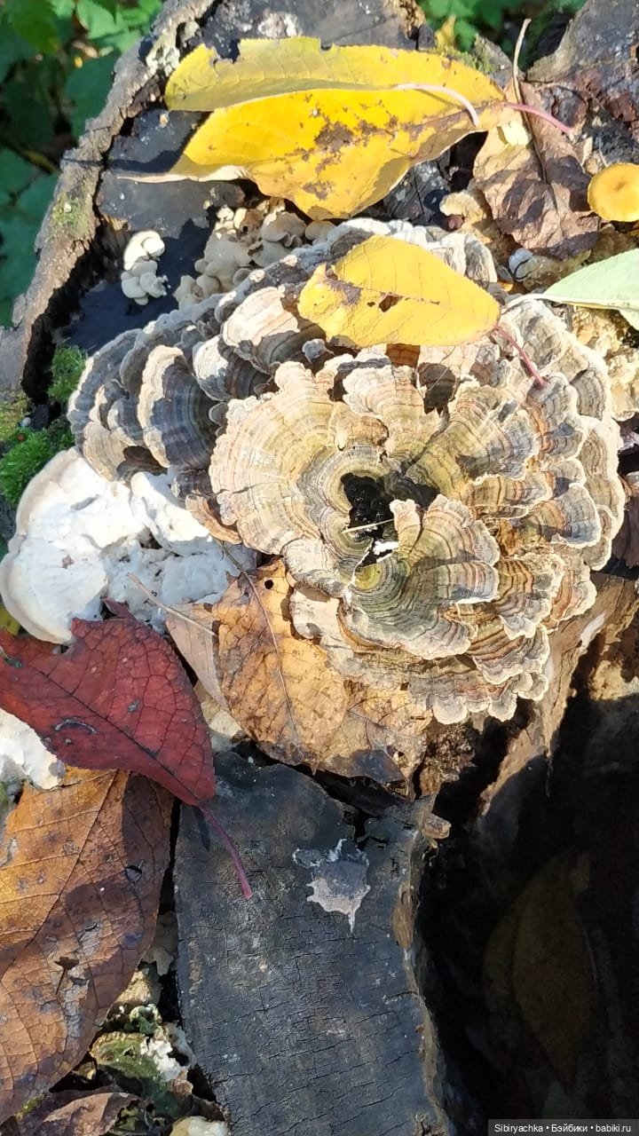 Юля в Ботаническом саду — Советские винтажные куклы (СССР): Ленигрушка